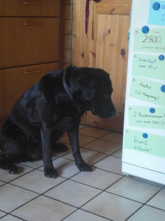 Entscheidungsanalyse im Alltag - der Hund wird nicht gefragt - © i-Q Schacht & Kollegen Qualitätskonstruktion GmbH